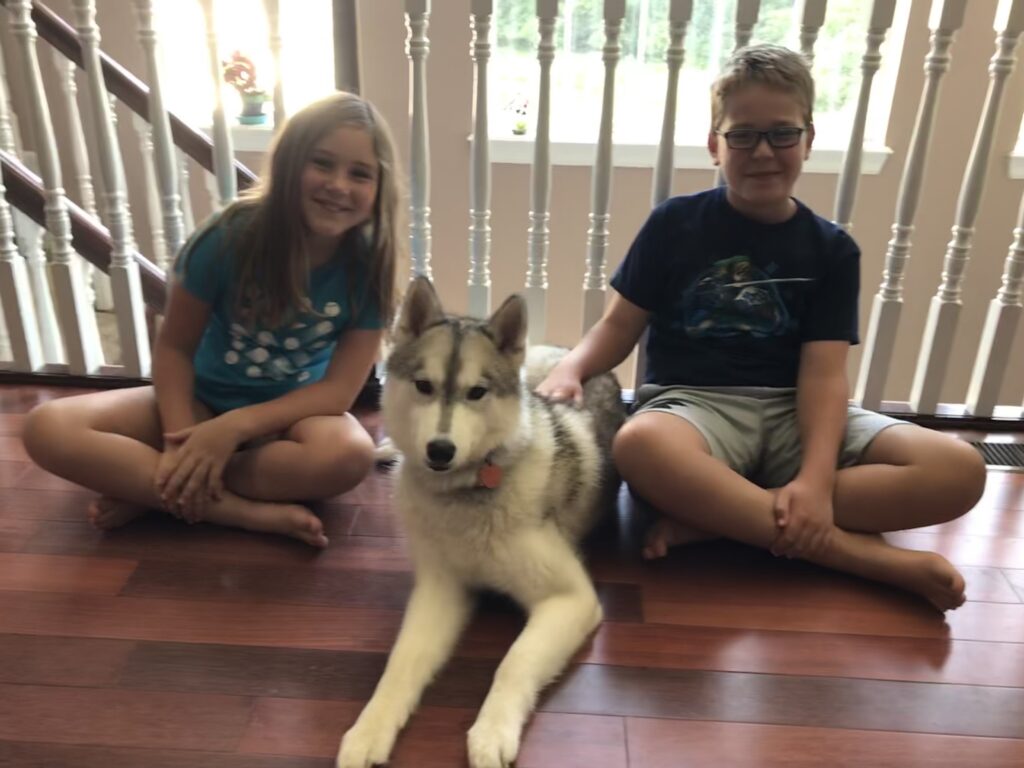Sled and Breakfast Doggy Daycare St. Louis