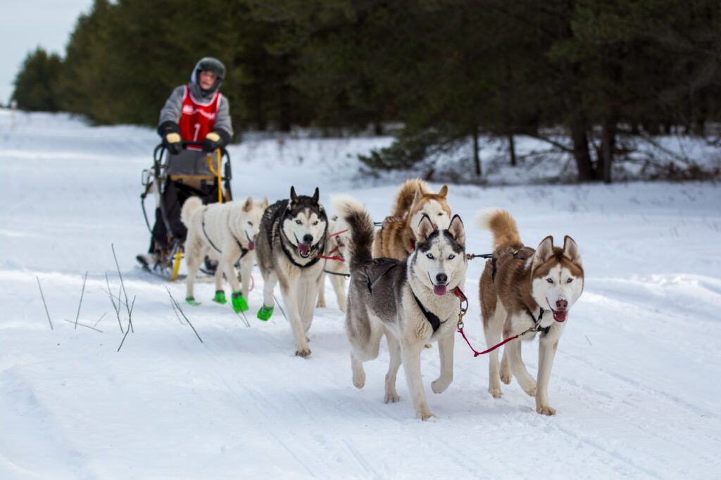 Sled and Breakfast Doggy Daycare St. Louis