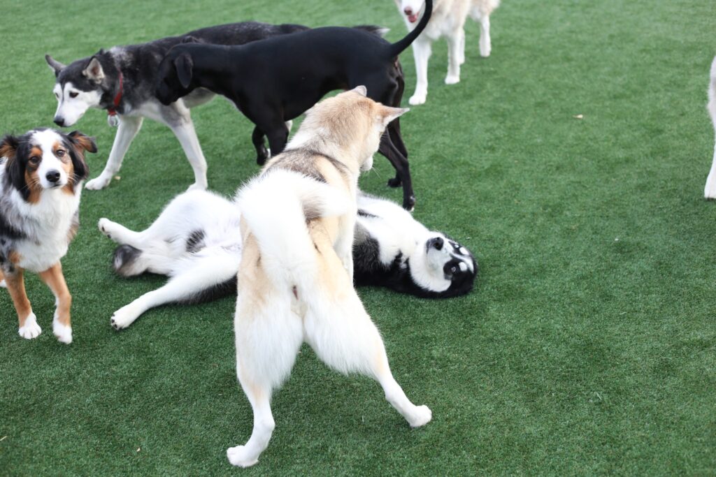 big dogs