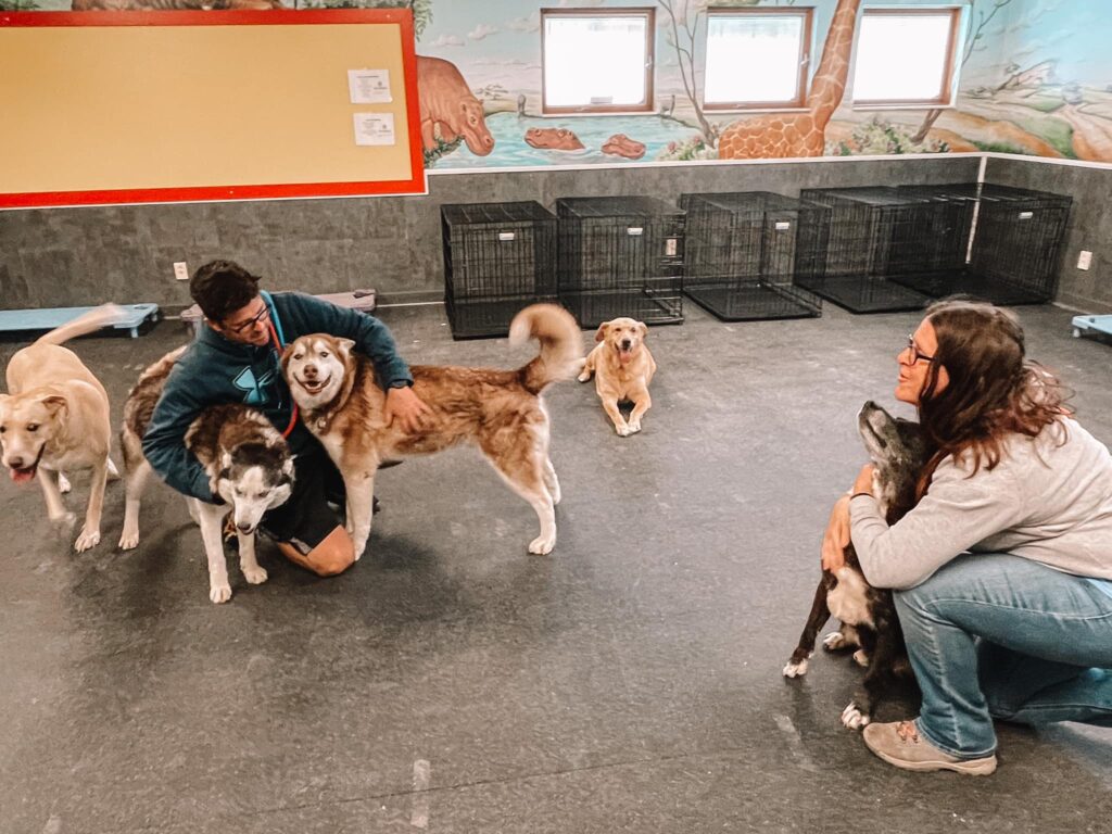 Sled and Breakfast Doggy Daycare St. Louis