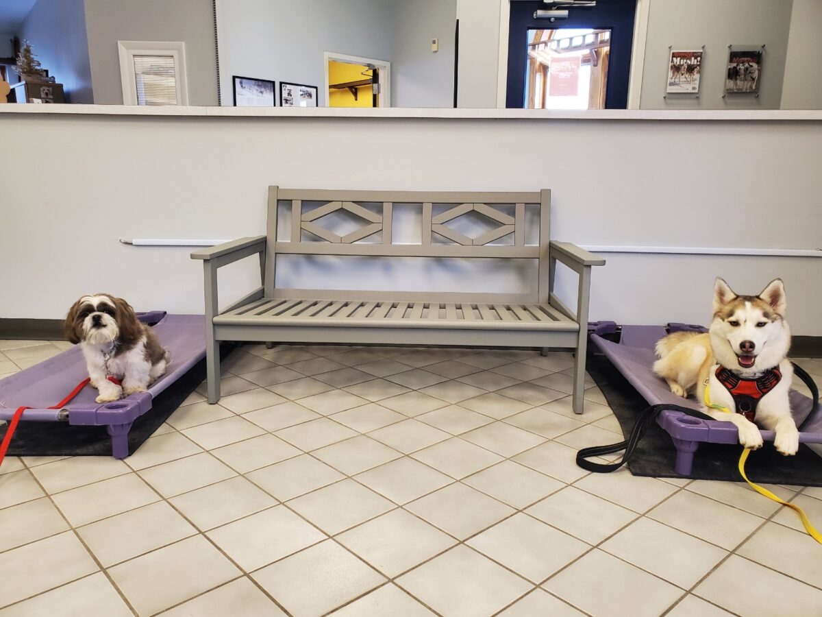 Dog Training in St. Louis Area Sled & Breakfast