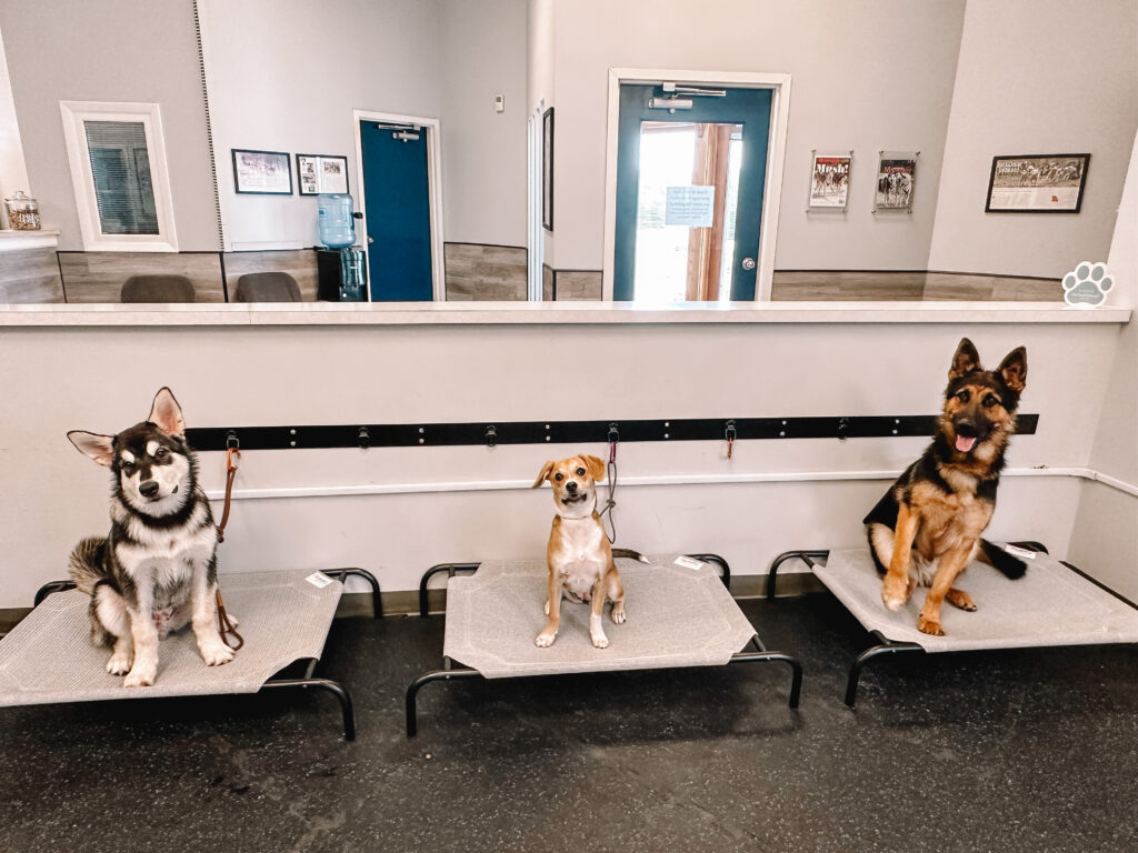 St. Louis Dog Training