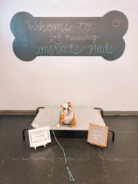dog training st louis