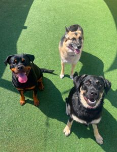 DayCare