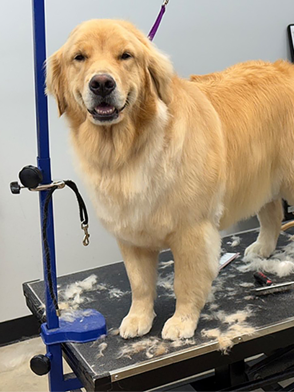 st louis dog grooming