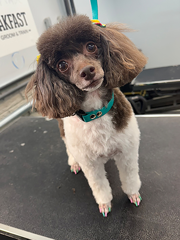 fenton dog grooming