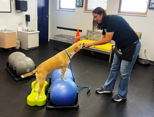 Canine Fitness Group Class (3 week)