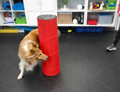 Rodeo Dog Group Class